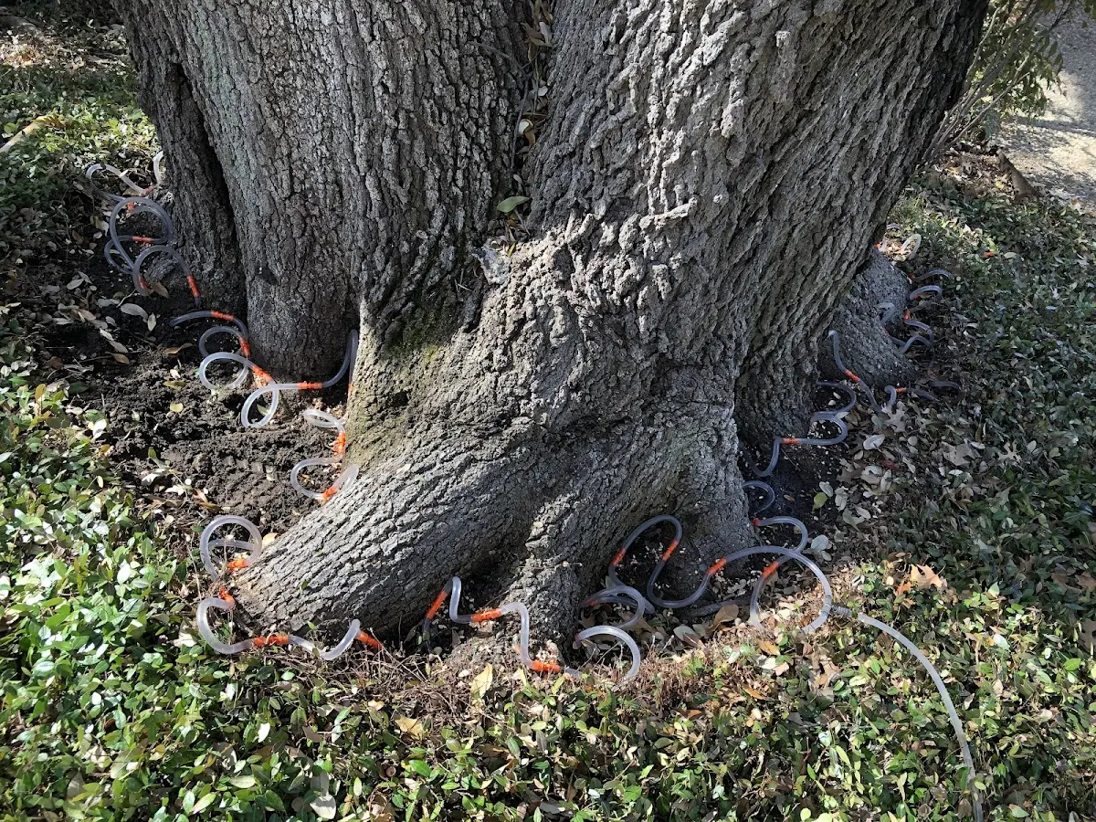 Detailed Tree Cabling and Bracing job site in Kankakee