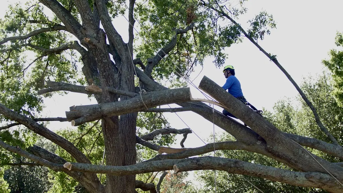 Professional Crown Thinning performed by certified arborists in Kankakee